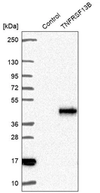 Western blot analysis in control (vector only transfected HEK293T lysate) and TNFRSF13B over-expression lysate (Co-expressed with a C-terminal myc-DDK tag (~3.1 kDa) in mammalian HEK293T cells, LY402216).