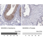 Anti-MAGEB4 Antibody