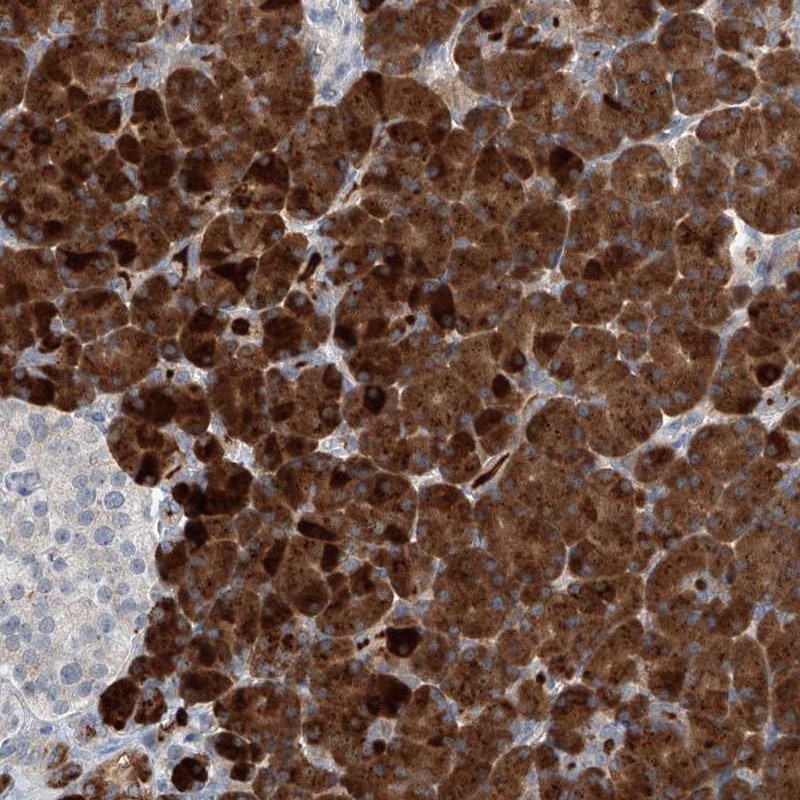 Anti-KCNK10 Antibody