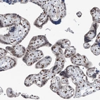 Immunohistochemical staining of human placenta shows moderate nuclear positivity in trophoblastic cells.