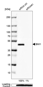 Western blot analysis in U2OS cells transfected with control siRNA, target specific siRNA probe #1, using Anti-BMI1 antibody. Remaining relative intensity is presented. Loading control: Anti-PPIB.