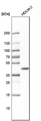 Anti-BMI1 Antibody