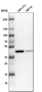 Western blot analysis in mouse cell line NIH-3T3 and rat cell line NBT-II.