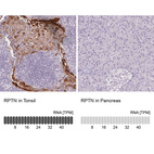 Immunohistochemistry analysis in human tonsil and pancreas tissues using HPA030483 antibody. Corresponding RPTN RNA-seq data are presented for the same tissues.