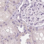 Immunohistochemical staining of human kidney using Anti-RPTN antibody HPA030483.