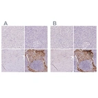 Immunohistochemical staining of human liver, pancreas, skeletal muscle and tonsil using Anti-RPTN antibody HPA030485 (A) shows similar protein distribution across tissues to independent antibody HPA030483 (B).