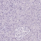 Immunohistochemical staining of human pancreas shows no positivity in exocrine glandular cells as expected.