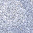 Immunohistochemical staining of human lymphoid tissues shows no positivity in non-germinal center cells as expected.