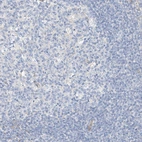 Immunohistochemical staining of human lymphoid tissues shows no positivity in non-germinal center cells as expected.