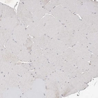 Immunohistochemical staining of human skeletal muscle shows no positivity in myocytes as expected.