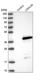 Western blot analysis in control (vector only transfected HEK293T lysate) and LGALS8 over-expression lysate (Co-expressed with a C-terminal myc-DDK tag (~3.1 kDa) in mammalian HEK293T cells, LY404450).