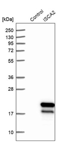 Western blot analysis in control (vector only transfected HEK293T lysate) and ISCA2 over-expression lysate (Co-expressed with a C-terminal myc-DDK tag (~3.1 kDa) in mammalian HEK293T cells, LY405117).