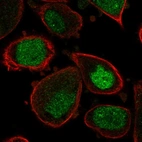 Immunofluorescent staining of human cell line PC-3 shows localization to nucleus.