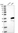 Anti-TSR2 Antibody