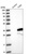 Anti-TSR2 Antibody