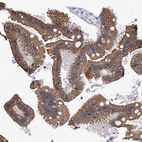 Immunohistochemical staining of human small intestine shows strong membranous positivity in glandular cells.