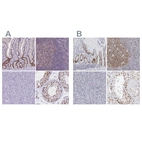 Anti-NASP Antibody