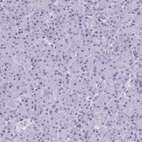 Immunohistochemical staining of human pancreas shows no positivity in exocrine glandular cells as expected.