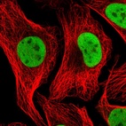 Immunofluorescent staining of human cell line U-2 OS shows localization to nucleoplasm.