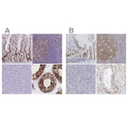 Anti-NASP Antibody