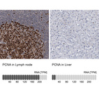 Anti-PCNA Antibody