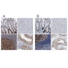 Immunohistochemical staining of human colon, liver, lymph node and testis using Anti-PCNA antibody HPA030522 (A) shows similar protein distribution across tissues to independent antibody HPA030521 (B).