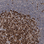 Anti-PCNA Antibody