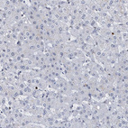 Anti-PCNA Antibody