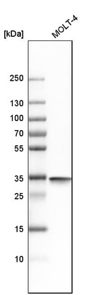 Western blot analysis in human cell line MOLT-4.