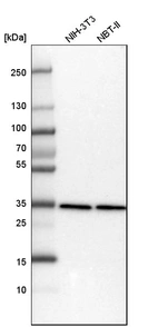 Western blot analysis in mouse cell line NIH-3T3 and rat cell line NBT-II.
