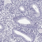 Immunohistochemical staining of human endometrium shows no positivity in glandular cells as expected.