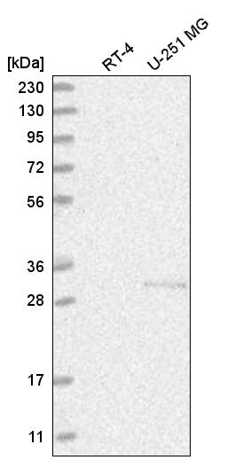 Anti-CHTOP Antibody