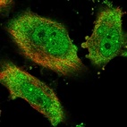 Immunofluorescent staining of human cell line U-251 MG shows localization to nucleoplasm, nuclear bodies & cytosol.