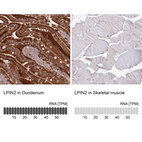 Anti-LPIN2 Antibody