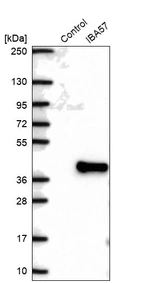 Western blot analysis in control (vector only transfected HEK293T lysate) and IBA57 over-expression lysate (Co-expressed with a C-terminal myc-DDK tag (~3.1 kDa) in mammalian HEK293T cells, LY423195).
