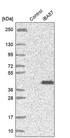 Western blot analysis in control (vector only transfected HEK293T lysate) and IBA57 over-expression lysate (Co-expressed with a C-terminal myc-DDK tag (~3.1 kDa) in mammalian HEK293T cells, LY423195).