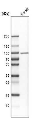 Western blot analysis in human cell line Daudi.