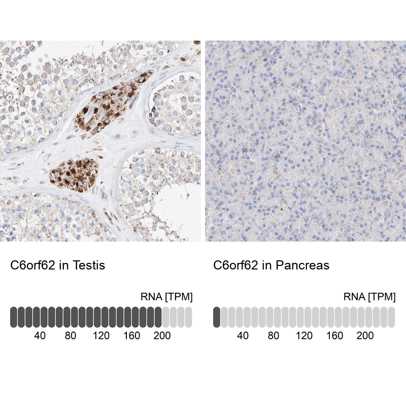 Anti-C6orf62 Antibody