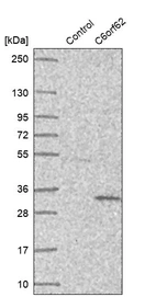 Western blot analysis in control (vector only transfected HEK293T lysate) and C6orf62 over-expression lysate (Co-expressed with a C-terminal myc-DDK tag (~3.1 kDa) in mammalian HEK293T cells, LY410655).