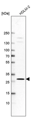 Western blot analysis in human cell line HDLM-2.