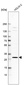 Anti-C6orf62 Antibody