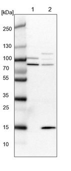 Lane 1: NIH-3T3 cell lysate (Mouse embryonic fibroblast cells)_br/_Lane 2: NBT-II cell lysate (Rat Wistar bladder tumour cells)