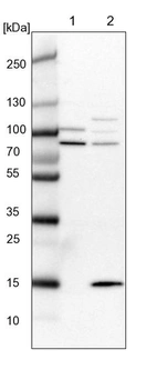 Lane 1: NIH-3T3 cell lysate (Mouse embryonic fibroblast cells)_br/_Lane 2: NBT-II cell lysate (Rat Wistar bladder tumour cells)