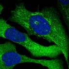 Immunofluorescent staining of human cell line U-2 OS shows localization to cytosol & mitochondria.