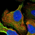 Immunofluorescent staining of human cell line U-2 OS shows localization to plasma membrane.