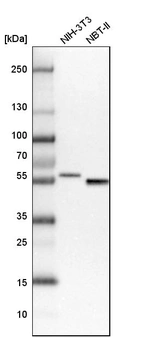 Western blot analysis in mouse cell line NIH-3T3 and rat cell line NBT-II.