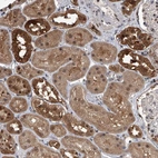 Anti-BHLHE23 Antibody