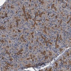 Anti-ZNF343 Antibody
