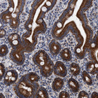 Anti-MRPL28 Antibody