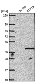 Western blot analysis in control (vector only transfected HEK293T lysate) and STX19 over-expression lysate (Co-expressed with a C-terminal myc-DDK tag (~3.1 kDa) in mammalian HEK293T cells, LY424251).